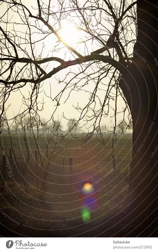 Tree branches in front of field in back light Winter Environment Nature Landscape Sunrise Sunset Autumn Climate Weather Field Deserted Fence post Lens flare