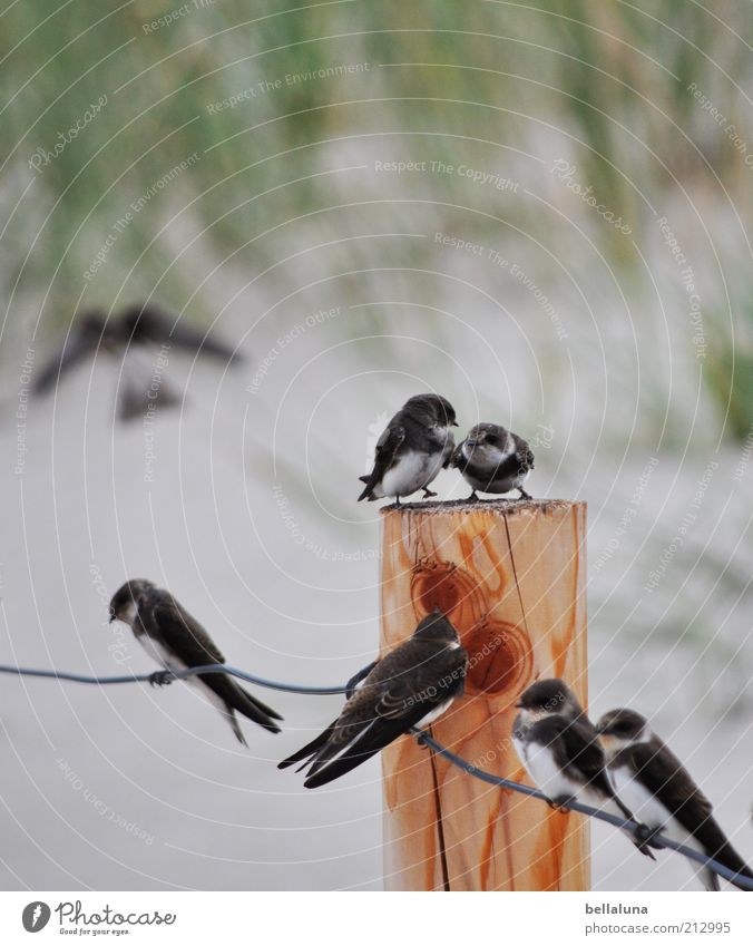 Seven in one fell swoop Freedom Summer Beach Environment Nature Animal Coast Wild animal Bird Wing Claw Group of animals Flock Animal family Flying Sit