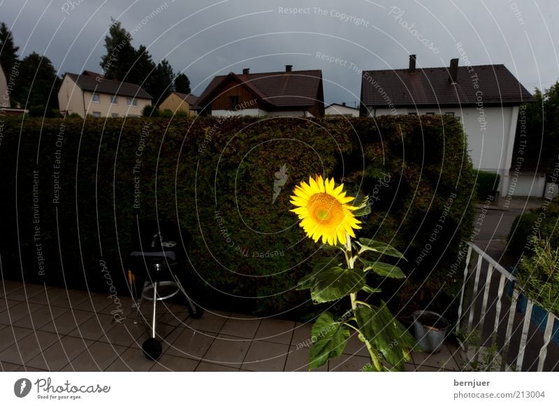 solitude standing Plant Summer Blossom Calm Colour photo Exterior shot Deserted Twilight Flash photo Contrast Deep depth of field Wide angle Front view