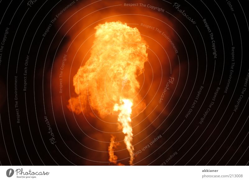 Scops Owl Elements Fire Hot Bright Warmth Yellow Black Orange Flame Colour photo Exterior shot Deserted Copy Space left Copy Space right Night Isolated Image