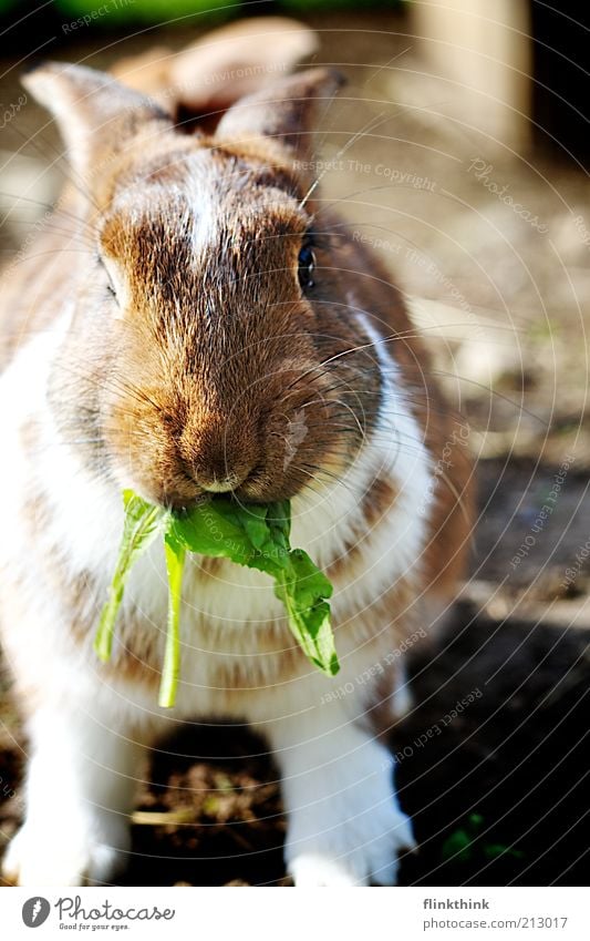 Rabbit eating Pet Farm animal Hare & Rabbit & Bunny 1 Animal To feed Feeding To enjoy Looking Beautiful Brown Green White Contentment Colour photo Exterior shot