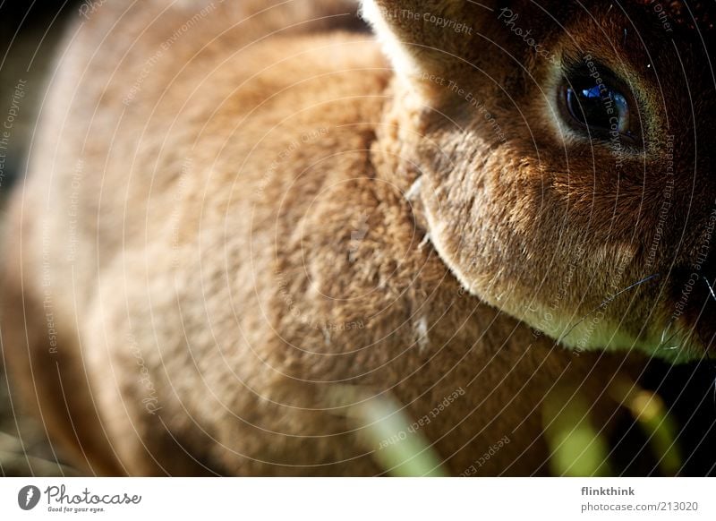 Look me in the eyes little one ;-) Pet Farm animal Zoo Petting zoo Hare & Rabbit & Bunny 1 Animal Observe Discover Looking Beautiful Brown Colour photo