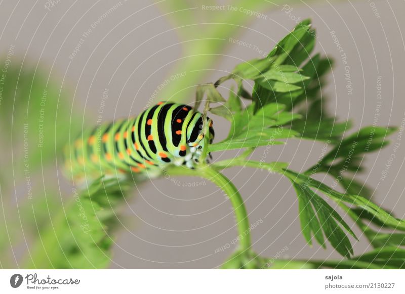 carrot caterpillar - eat and hold on Environment Animal Plant Wild animal Butterfly Caterpillar 1 To hold on To feed Esthetic Green Orange Black Striped Spotted