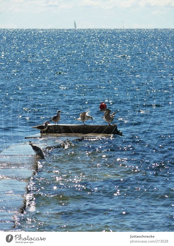 The most beautiful place... Ocean Environment Animal Horizon Summer Beautiful weather Mediterranean sea Rovinj Croatia Deserted Footbridge Wild animal Bird Wing