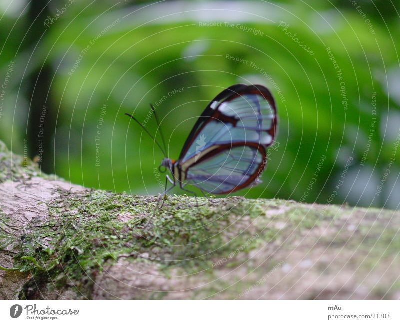 Blue butterfly Butterfly Calm Tree Brittle Blur Transparent Nature Close-up Branch