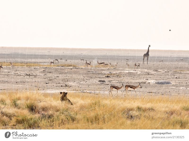 Serving plate - water hole in the Etosha pan Nutrition Savannah Africa Namibia Watering Hole scrub National Park Wild animal Lion Giraffe Springbok