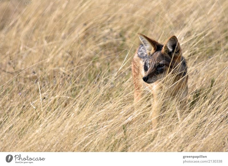 jackal Grass Bushes Savannah Etosha pan National Park Namibia Africa African wild dog Observe Adventure black-backed jackal Colour photo Copy Space left