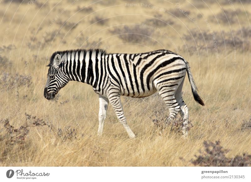 crosswalk Grass Bushes Savannah Etosha pan Namibia Africa African Zebra Zebra crossing Baby animal Walking Black White Freedom zebra foals Foal