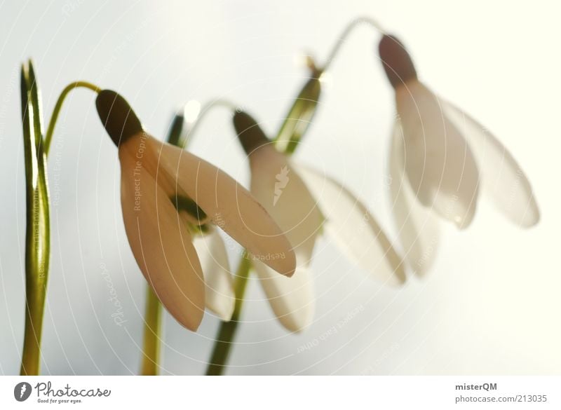 Warm cold. Environment Nature Plant Climate Weather Beautiful weather Esthetic Snowdrop White Spring Seasons Blossoming Spring flowering plant 3 Flower