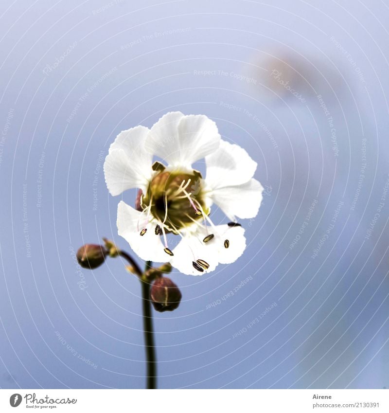 the inconspicuous Nature Plant Sky Cloudless sky Flower Blossom campion Dianthus Mallow plants Blossoming Simple Exotic Friendliness Bright Beautiful Small Blue