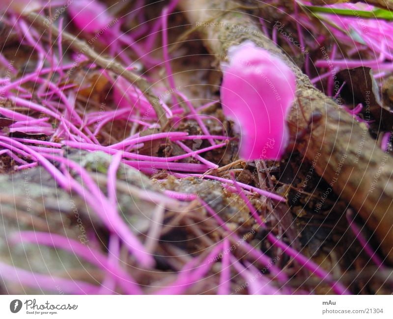 Purple flowers Flower Violet Blossom Floor covering Teresopolis Branch Close-up