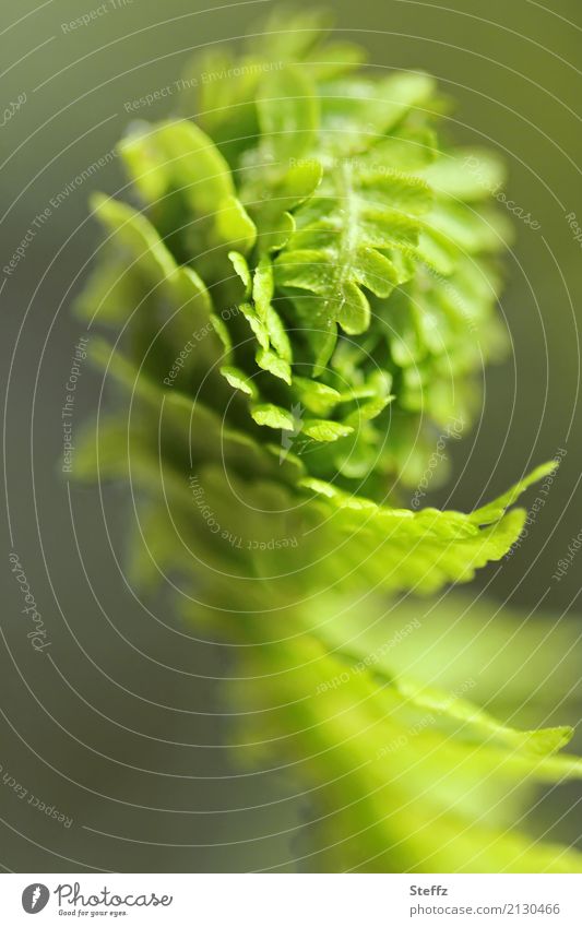 bracken Fern Foliage plant ostrich fern Farnsheets Forest plant Wild plant Plantlet garden plant spring awakening native wild plant local plant curled Domestic