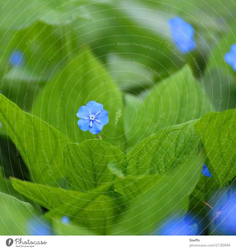 Memorial flower blooms in spring Spring Navel Nuts memorial community Omphalodes verna Ground cover plant shrub Spring Memorial Spring Flowering blue flower