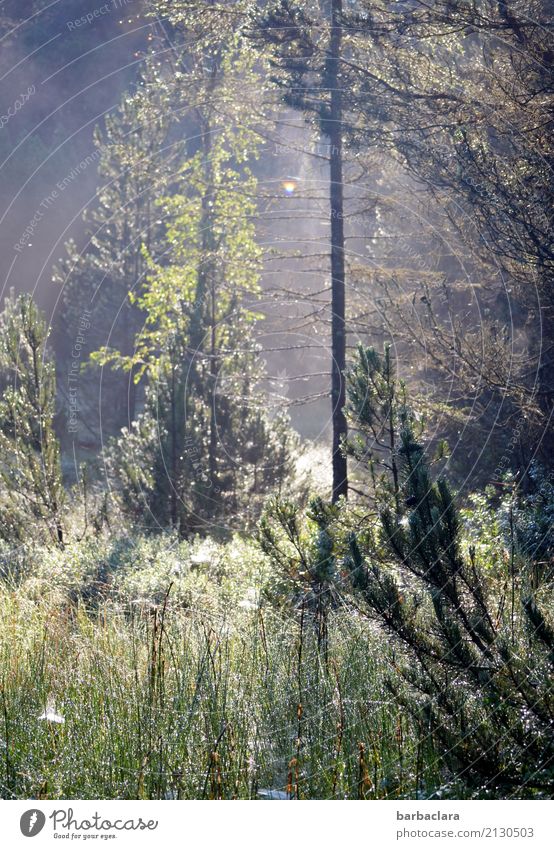 Morning hour in the moor Nature Landscape Plant Drops of water Sun Summer Beautiful weather Fog Meadow Forest Bog Black Forest Spider's web Illuminate Fantastic