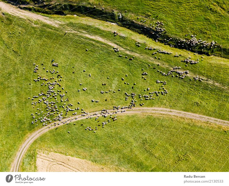 Aerial Drone View Of Sheep Herd Feeding On Grass Environment Nature Landscape Animal Summer Meadow Field Hill View from the airplane Farm animal