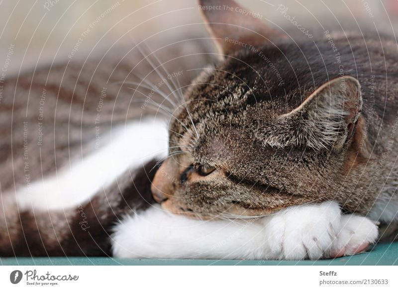 a quiet afternoon and the sleeping cat Cat Domestic cat cat picture Ears open Cat's paw white paws Cat's head Cat's ears Relaxation Nap Trust Peace