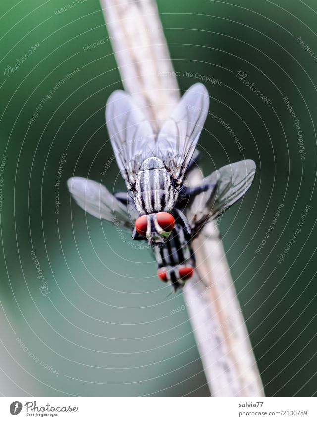 I think it's more fun to have a party together. Nature Animal Stalk Fly Animal face Wing Insect Sex Compound eye 2 To enjoy Above Gray Green Red Happy