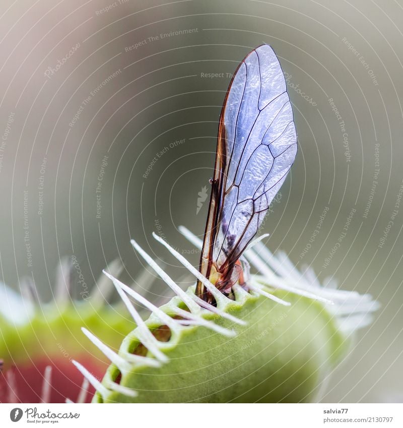 Surprise suddenly caught. Nature Plant Leaf Exotic Venus' flytrap Fly Wing Insect Touch Fragrance Catch Exceptional Astute Smart Point Whimsical Planning Speed