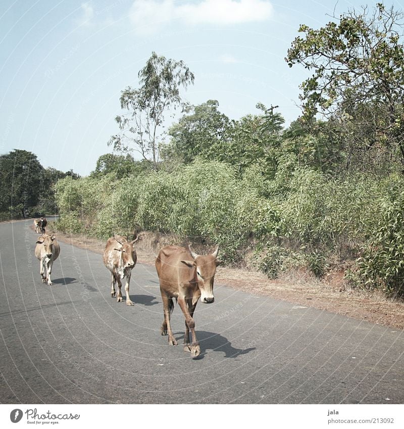 sacred cows Vacation & Travel Far-off places Expedition Summer Landscape Sky Plant Asia India Goa Street Animal Cow Group of animals Free Friendliness Happy