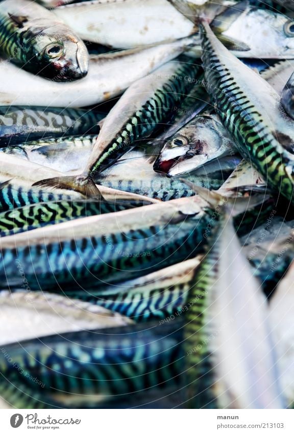 Fishy Food Seafood Nutrition Organic produce Trade Nature Animal Farm animal Dead animal Mackerel Group of animals Fresh Glittering Delicious Natural