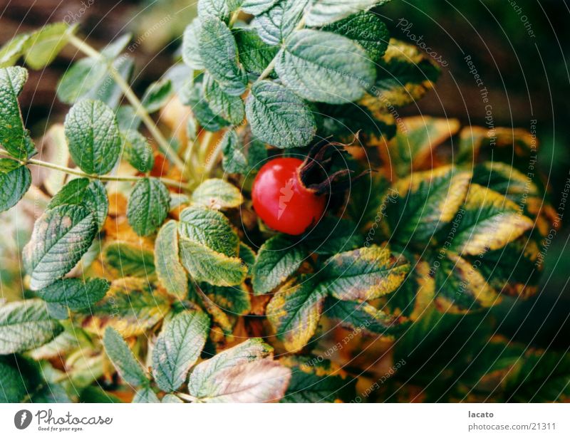 rose hip Autumn Bushes Leaf Nature Dog rose