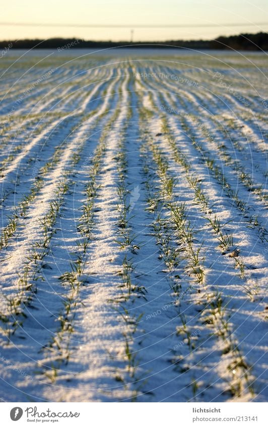 winteracker Snow Environment Nature Landscape Plant Earth Horizon Winter Climate Weather Beautiful weather Ice Frost Agricultural crop Field Blue White