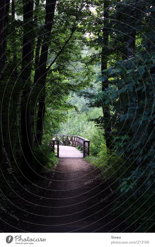 sea route Environment Nature Plant Tree Moss Forest Bridge Calm Relaxation Idyll Colour photo Exterior shot Deserted Copy Space left Copy Space right