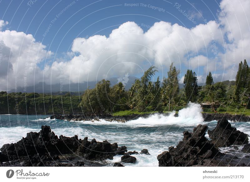 surf Environment Nature Landscape Water Sky Summer Beautiful weather Wind Tree Waves Coast Bay Ocean Pacific Ocean Island Maui Lava beach Wild Energy