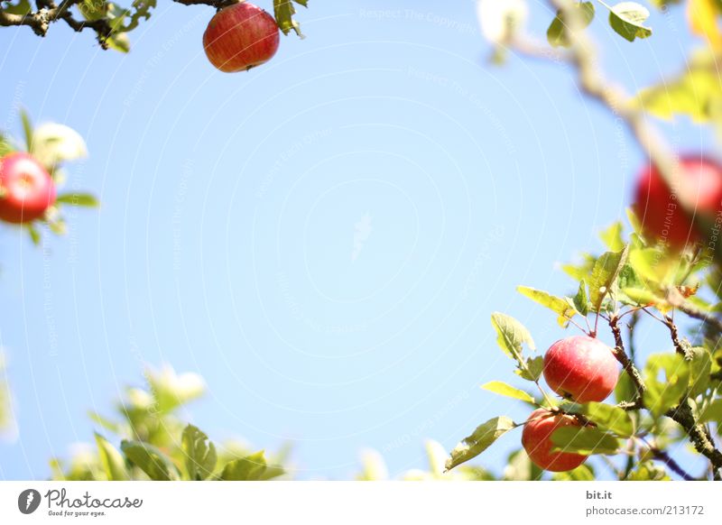 APPEL WREATH Food fruit apples Nutrition Organic produce Healthy Healthy Eating Nature Plant Sky Beautiful weather Fresh Blue Apple tree Apple harvest Harvest