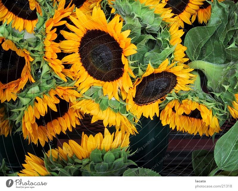 sunflowers Sunflower Flower Plant Yellow Bouquet