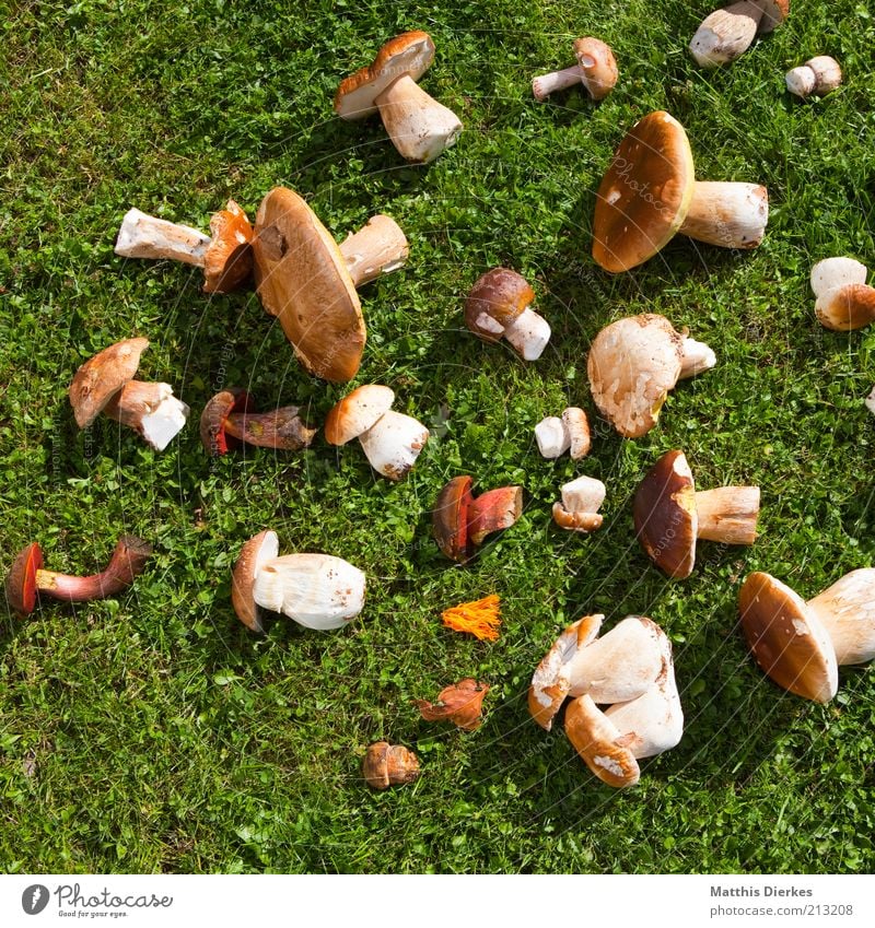 mushrooms Food Nutrition Organic produce Vegetarian diet Esthetic Boletus Honey fungus Harvest Collection Mushroom Colour photo Exterior shot Deserted Day