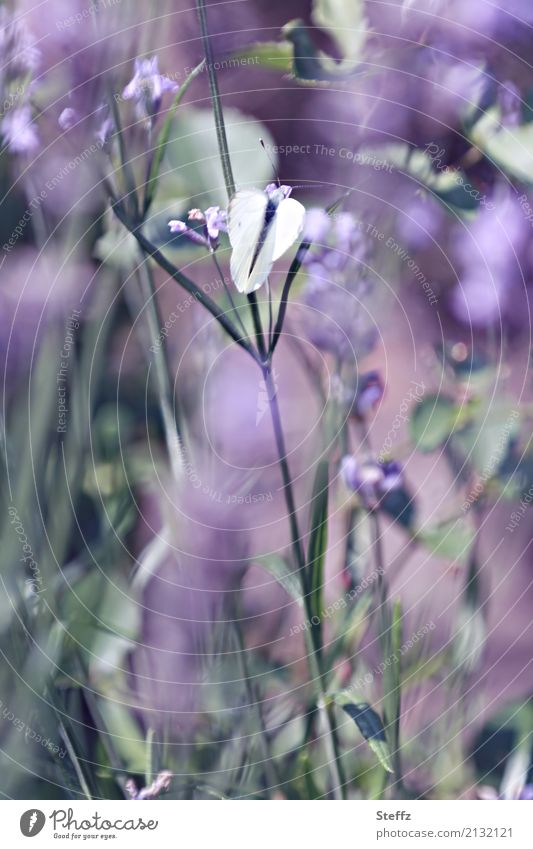 Butterfly in the summer wind cabbage white Whiting flapping Easy summer garden gardening pleasure garden idyll lavender scent Ease idyllically Fragrance