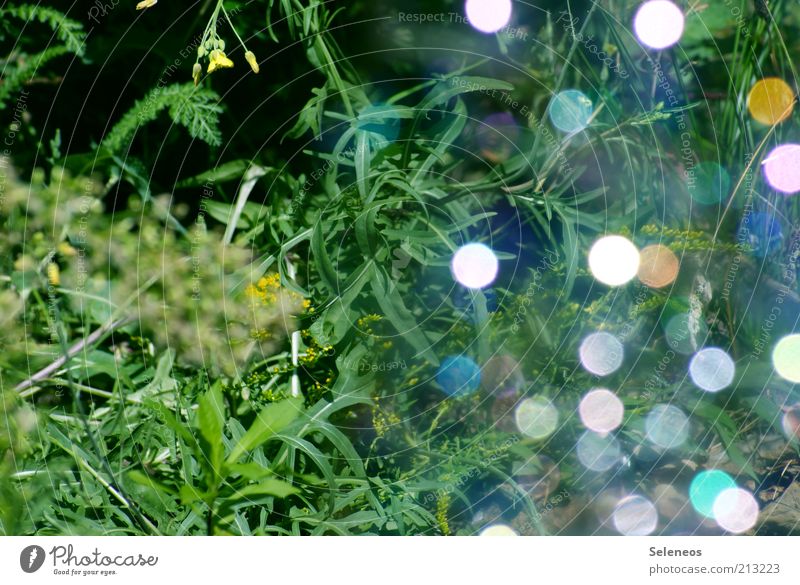 bubble bokeh II Summer Environment Nature Plant Grass Glittering Illuminate Multicoloured Blur Soap bubble Colour photo Exterior shot Day Visual spectacle