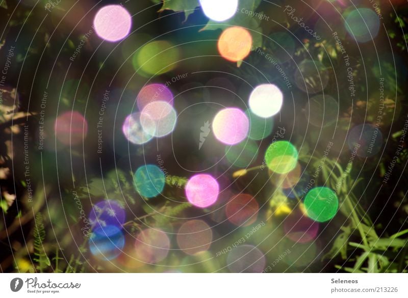 bubble bokeh V Summer Environment Nature Plant Climate Grass Soap bubble Glittering Retro Round Multicoloured Colour photo Exterior shot Day Light Shadow