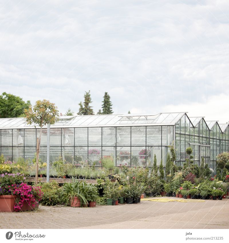 nursery Market garden Trade Company Plant Tree Flower Bushes Pot plant Building Greenhouse Clean Colour photo Exterior shot Deserted Copy Space top Day