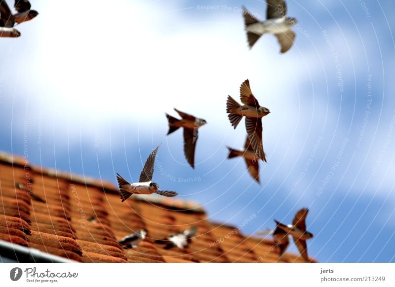 ..departure... Sky Clouds Beautiful weather Roof Wild animal Bird Flying Free Freedom Nature Colour photo Exterior shot Deserted Day Shallow depth of field