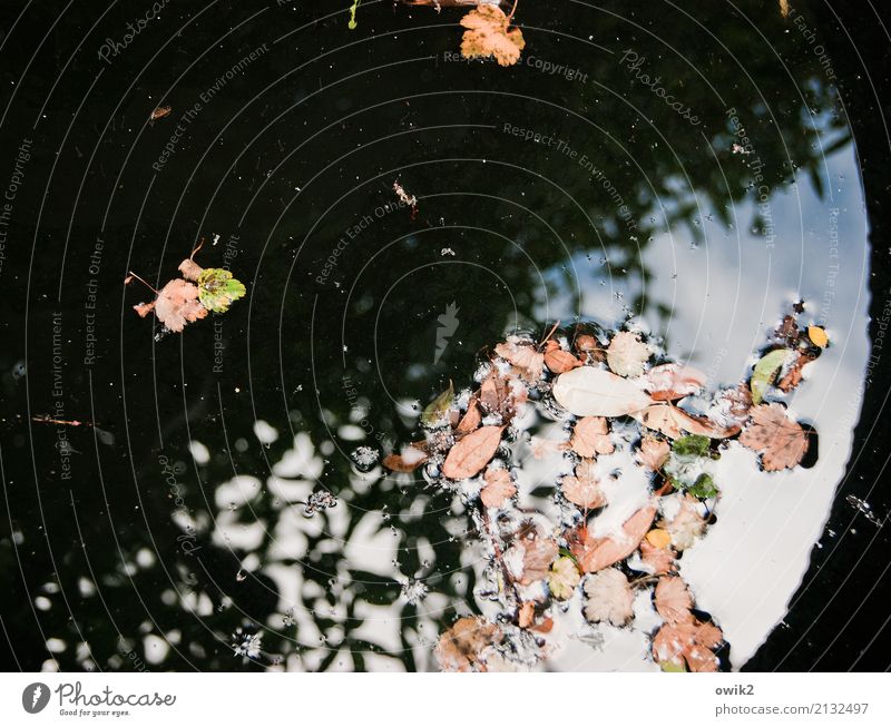 In the tub Water Sky Beautiful weather Leaf Swimming & Bathing Hover Basin Water basin Surface of water Tub Colour photo Subdued colour Exterior shot Detail