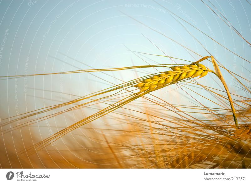 Ear dance of an ear of barley in corn field Food Grain Nutrition Healthy Environment Nature Summer Beautiful weather Plant Field Esthetic Thin Simple Fresh Long