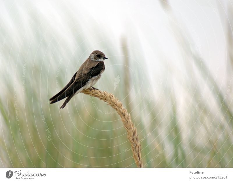 Single for Bella's single ;-) Environment Nature Plant Animal Summer Wild animal Bird 1 Natural marram grass Swallow Sand martin Free Sit Colour photo