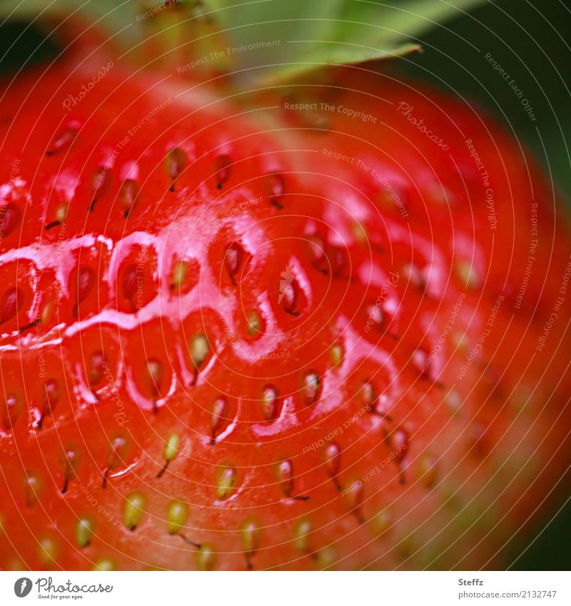 red strawberry very close Fruit Seasonal fruit garden strawberry Fragaria Rosiden summer fruit Garden fruit common nut fruit tasty cute Edible tastily