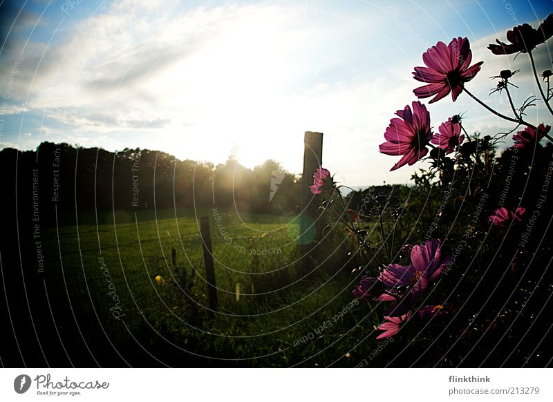 summer flowers Environment Nature Landscape Sun Sunrise Sunset Sunlight Summer Beautiful weather Plant Grass Blossom Foliage plant Garden To enjoy Hang Dream