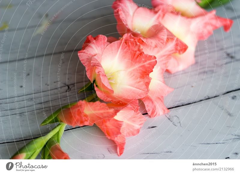 gladiolas Nature Plant Leaf Blossom Esthetic Exceptional Fragrance Bright Green Pink Colour photo Multicoloured Interior shot Morning Day