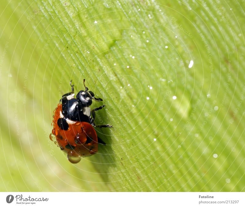 A lucky bug for Ces! Environment Nature Plant Animal Weather Beautiful weather Bad weather Agricultural crop Wild animal Beetle 1 Crawl Green Red Black Ladybird