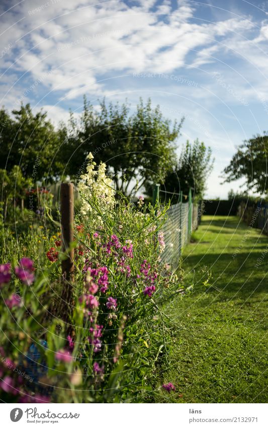 garden division Leisure and hobbies Summer Nature Landscape Sky Clouds Climate Beautiful weather Garden Perspective Blossoming Fence Lanes & trails Wayside