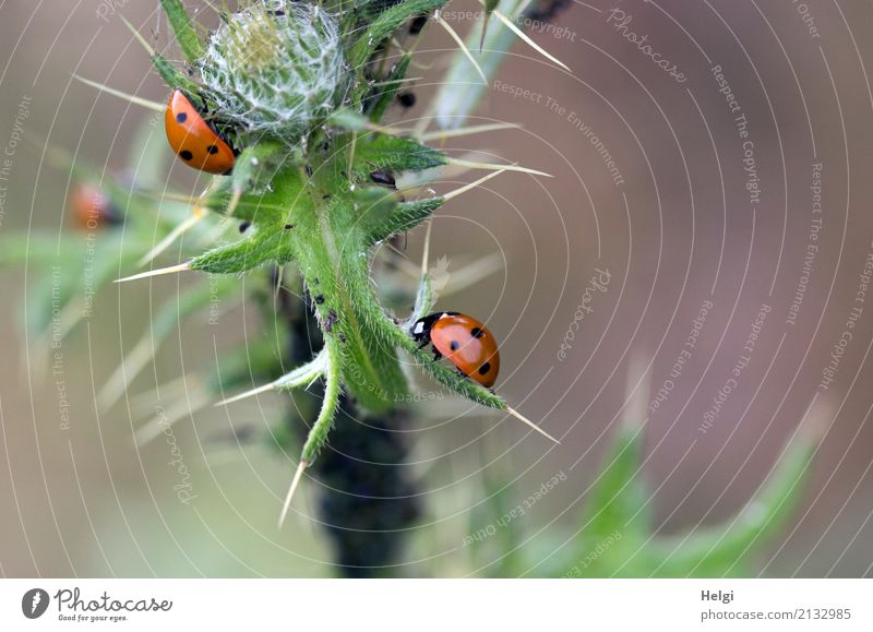 bourgeois gourmet paradise ... Environment Nature Plant Animal Summer Leaf Thistle Thorn Bud Field Beetle Ladybird Greenfly 3 To feed Crawl Growth Authentic