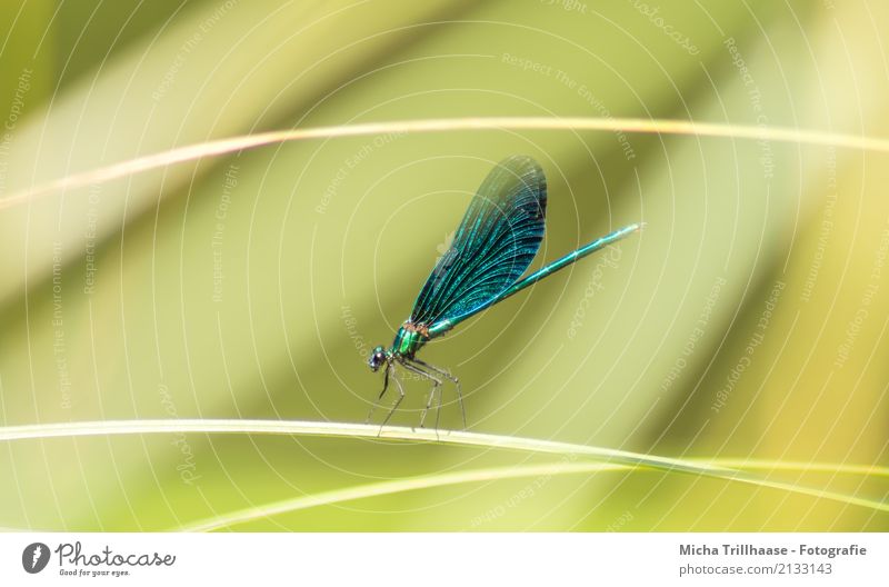 Dragonfly on a blade of grass Environment Nature Animal Sun Sunlight Beautiful weather Grass Wild animal Animal face Wing Dragonfly wing Insect Legs Eyes 1