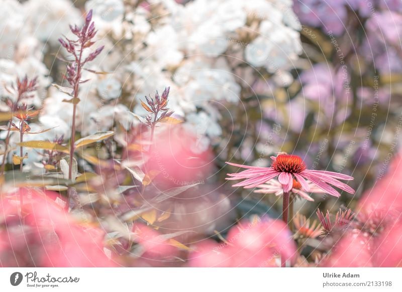 Purple sun hat (Echinacea purpurea) Elegant Style Design Arrange Decoration Wallpaper Image Card Thanksgiving Nature Plant Summer Flower Leaf Blossom