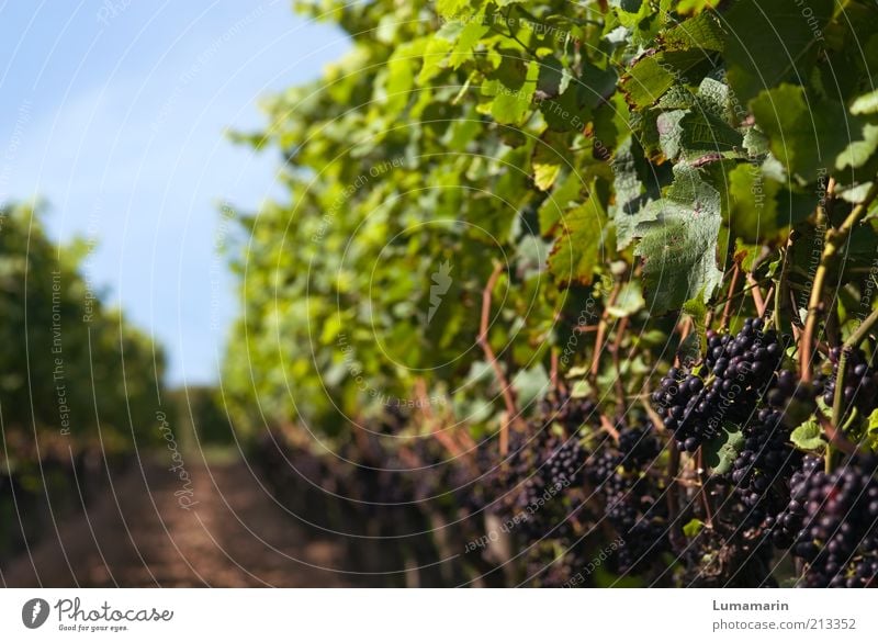 reading Food Fruit Environment Summer Autumn Beautiful weather Plant Agricultural crop Field Fresh Glittering Good Bright Long Delicious Natural Juicy Sweet