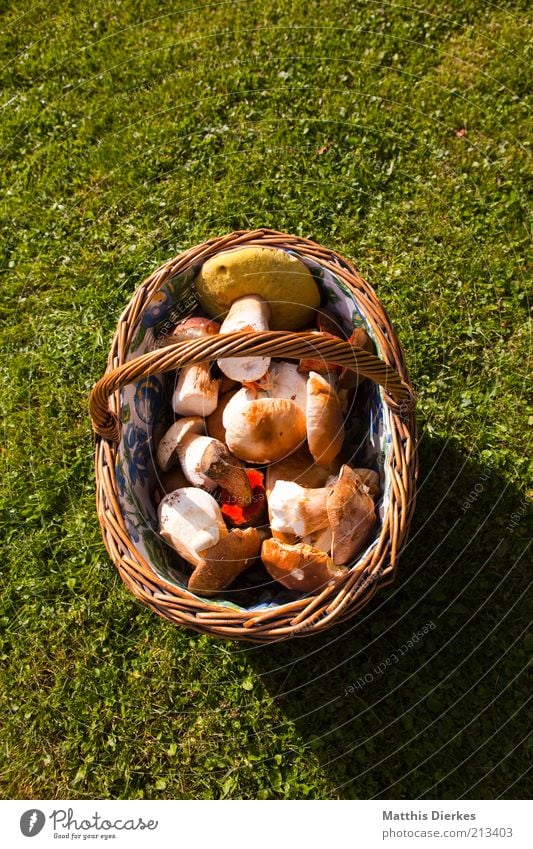 mushroom basket Food Vegetable Nutrition Environment Nature Esthetic Basket Boletus Honey fungus Harvest Collection Mushroom Colour photo Exterior shot Deserted