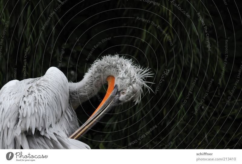 cleaning day Animal Wild animal Bird 1 Cleaning Feather Soft Fuzz Beak Pelican Animal portrait Animal face Isolated Image Comical Funny Disheveled